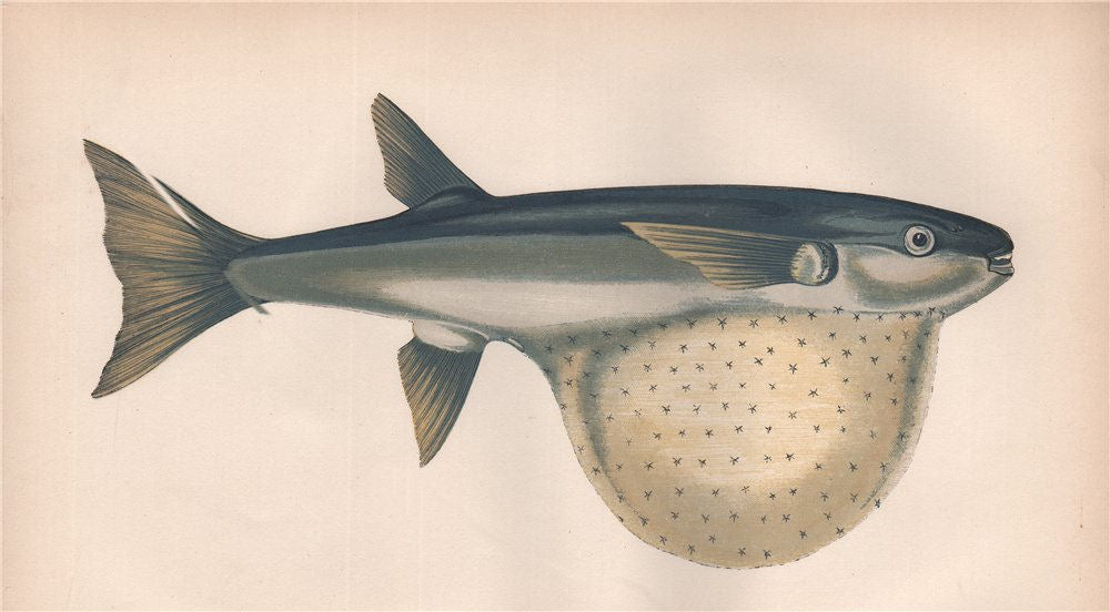 STARRY TOADFISH. Arothron stellatus, Stellate puffer, Starry puffer. COUCH 1862